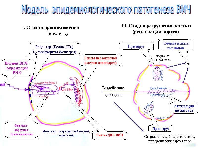 Патогенез вич картинки