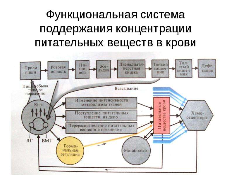 Схема функциональной системы физиология