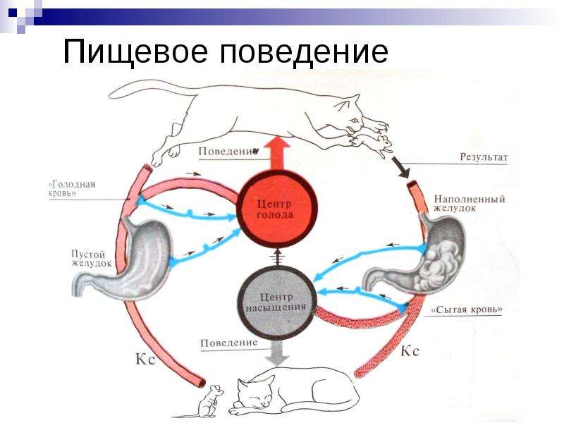 Схема регуляции пищевого поведения физиология