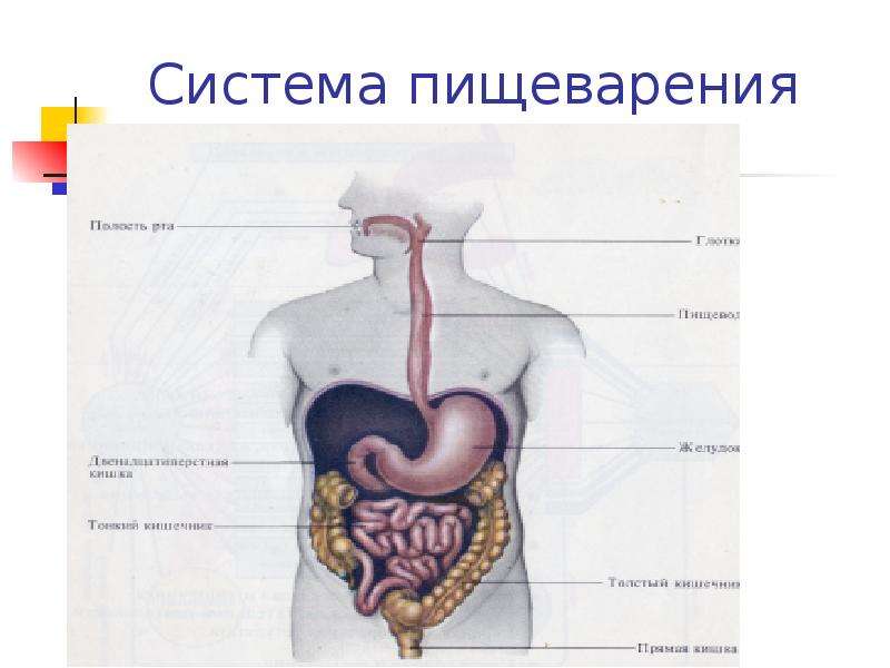 Физиология пищеварения презентация