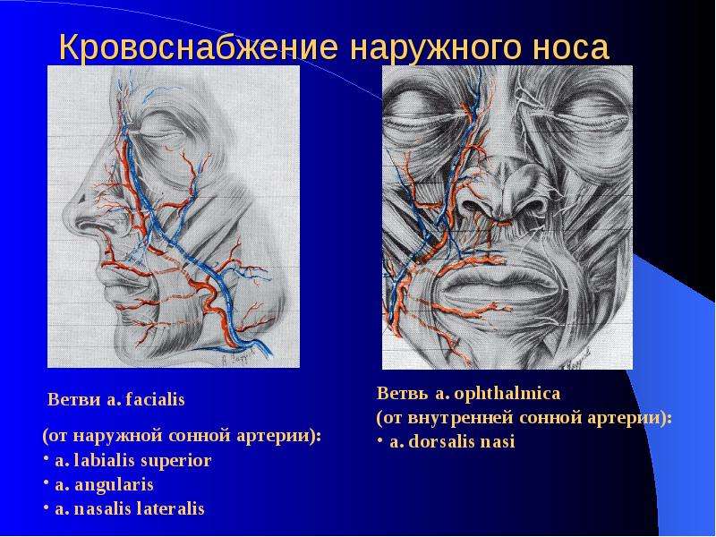 Кровоснабжение стенок полости носа и наружного носа