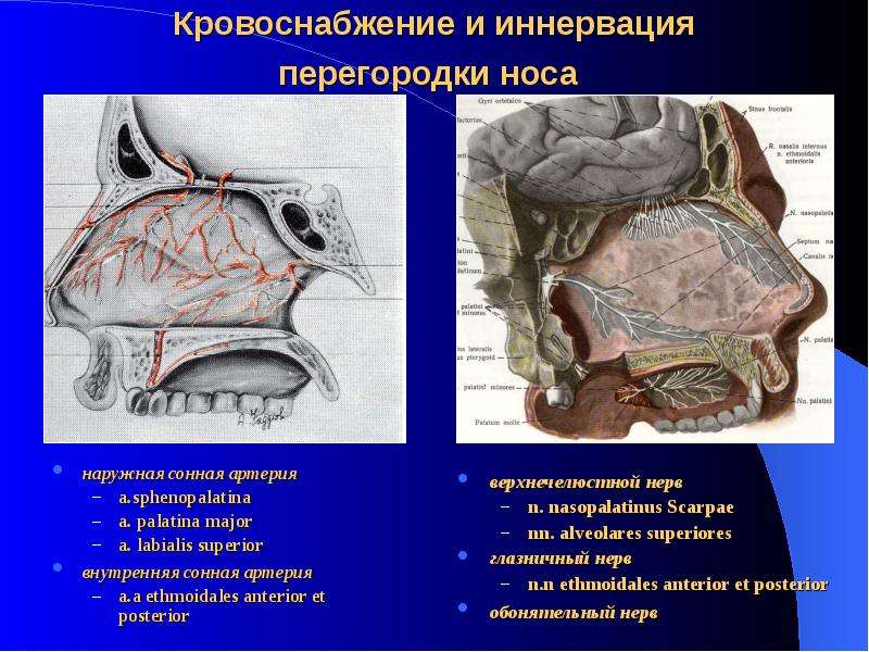 Через какую стенку верхнечелюстной пазухи инфекция может попасть в глазницу