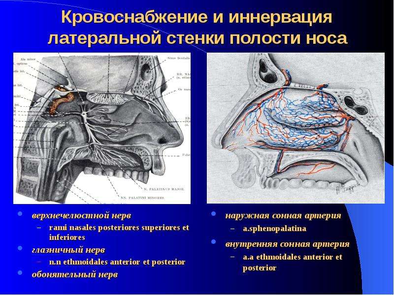 Стенки клиновидной пазухи