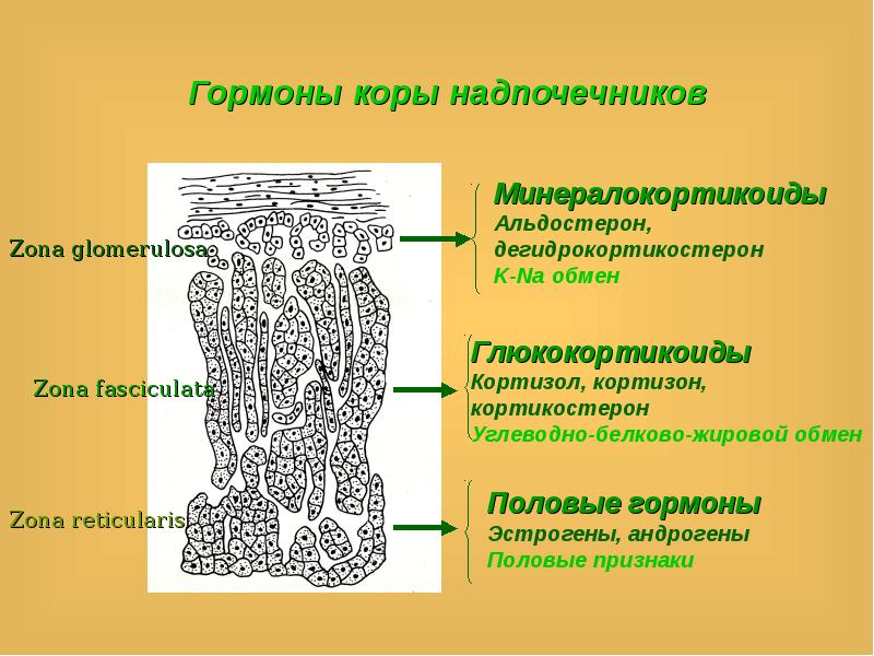 Гормоны коры надпочечников биохимия презентация