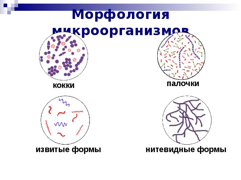 Морфология бактерий. Морфология бактерий микробиология кокки. Морфология микроорганизмов микробиология. Морфология и строение микроорганизмов микробиология. Основные морфологические группы бактерий кокки палочки.