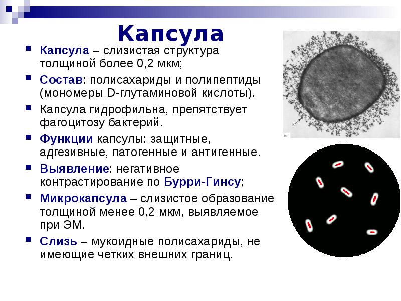 Какая функция бактерий