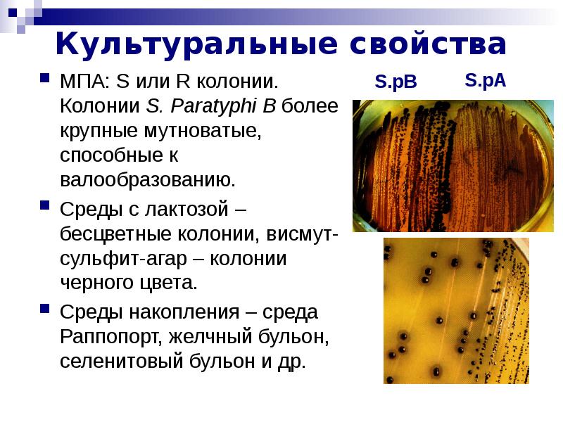 Бесцветные колонии. S paratyphi культуральные свойства. Колонии паратифа. Среда висмут сульфит агар. Колонии s.paratyphi a на висмут-сульфитном агаре:.