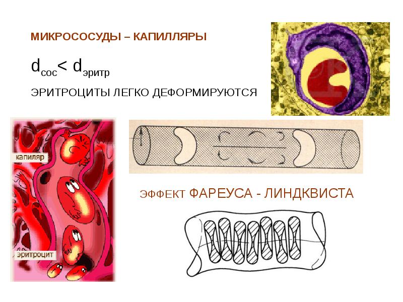 Реология крови презентация