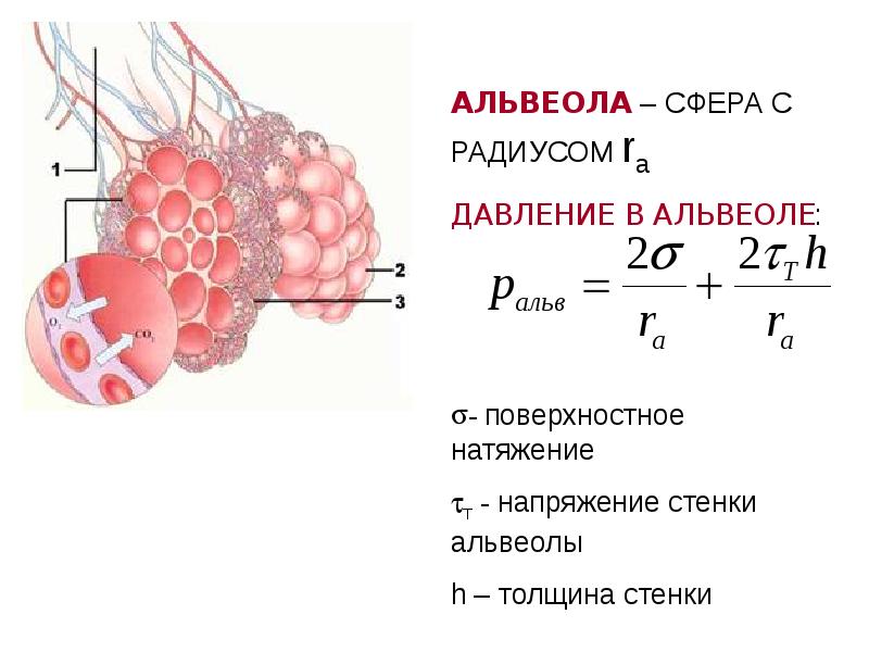 Стенка альвеол верно все кроме