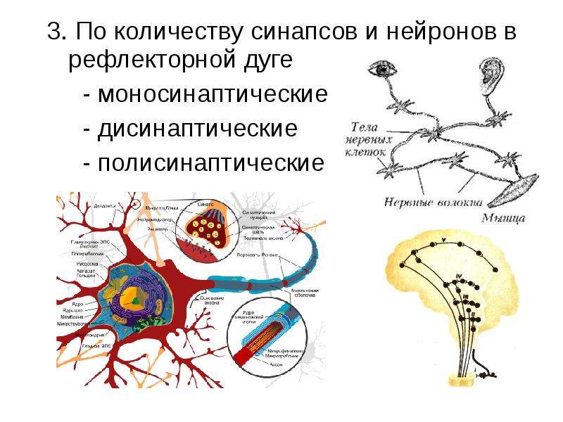 Рефлекторный нейрон. Синапс в рефлекторной дуге. По количеству синапсов в рефлекторной дуге. Рефлекс рефлекторная дуга синапс. Моносинаптические и полисинаптические рефлексы.