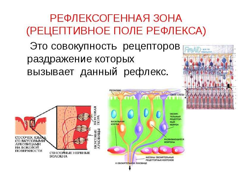 Раздражение рецепторов. Рецептивное поле рефлекса. Рецепторное Пон рефлекса. Роль рецептивного поля рефлекса в адаптации. Понятие о рецептивном поле рефлекса..