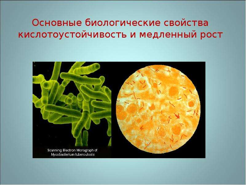 Общее биологическое образование