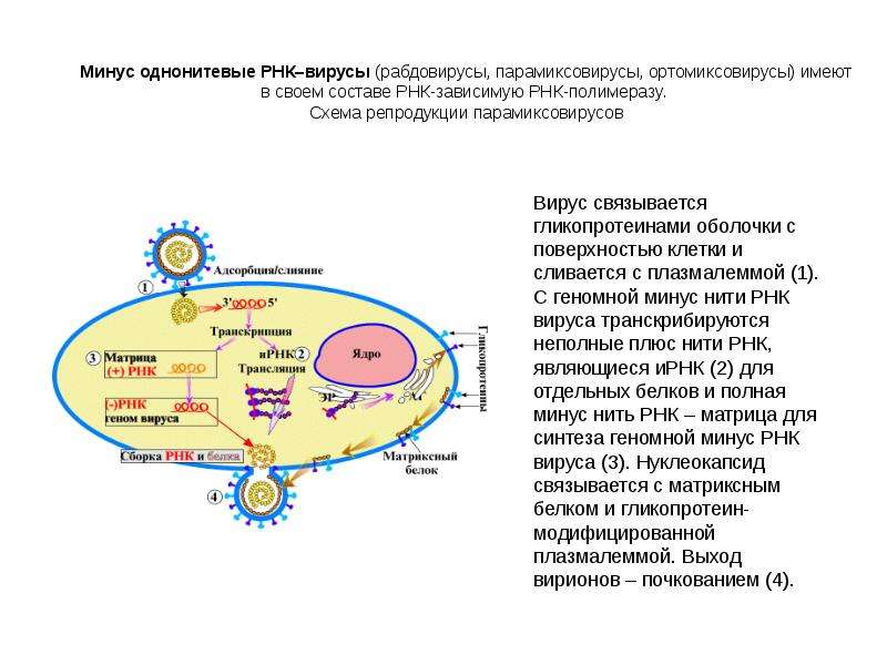 Минус рнк вирусы. Схема жизненного цикла вируса бешенства. Репликация РНК вирусов схема. Жизненный цикл РНК И ДНК вирусов. Этапы репродукции вируса схема.