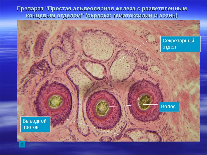 К какой системе относится зеленая железа