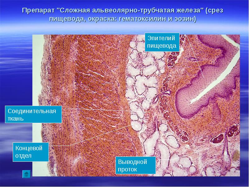 Железистый эпителий фото