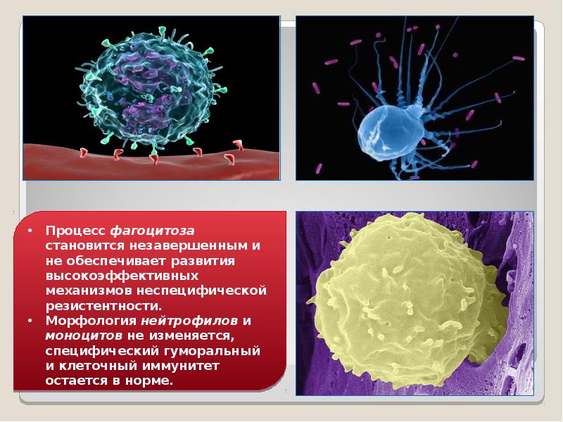 Открытие фагоцитоза презентация