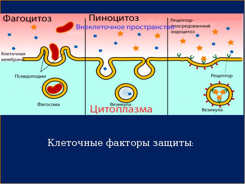 Патология фагоцитоза, слайд 4