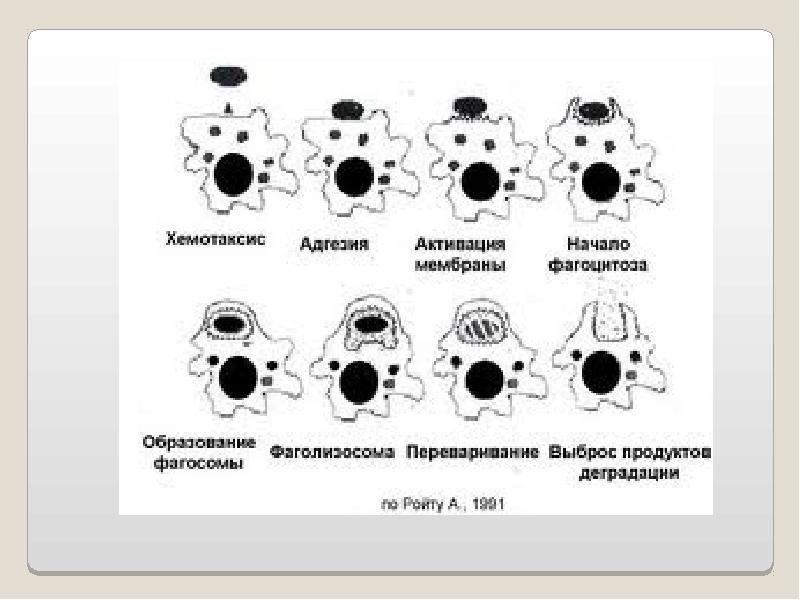 Патология фагоцитоза, слайд 8