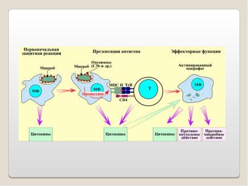 Патология фагоцитоза, слайд 10