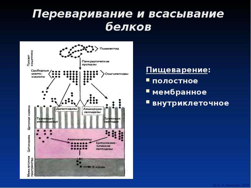 Всасывание белков. Переваривание и всасывание белков. Процесс всасывания белков. Механизм всасывания белков. Мембранное пищеварение.