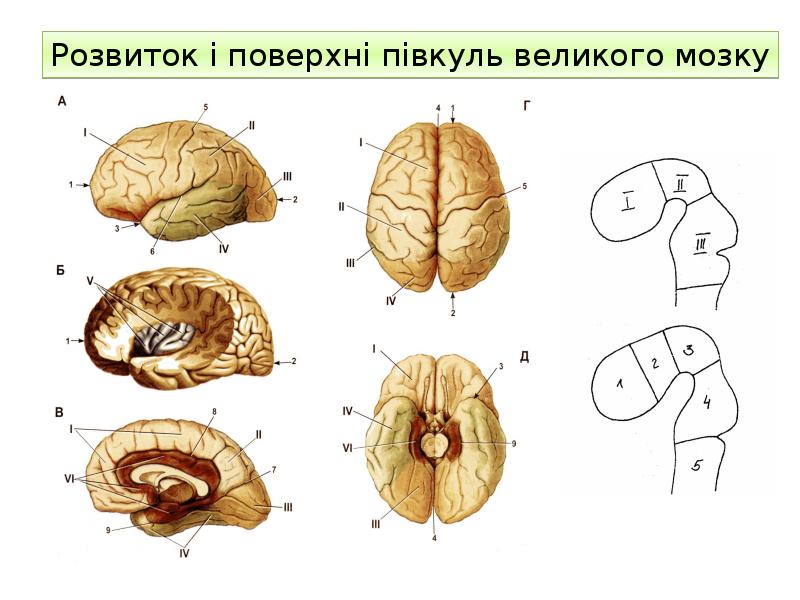 Корь картинки для презентации