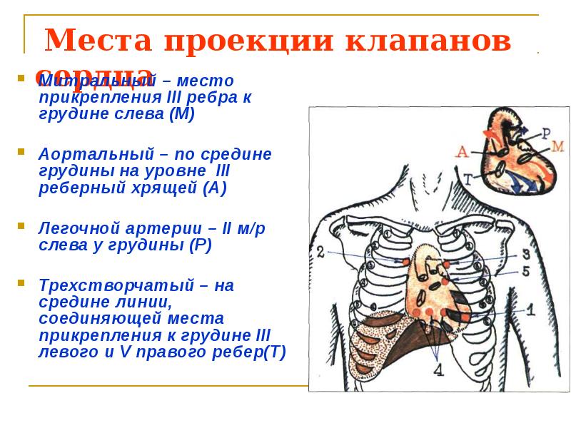 Проекция сердца на грудную