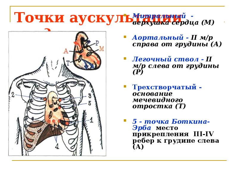 Точки аускультации клапанов сердца