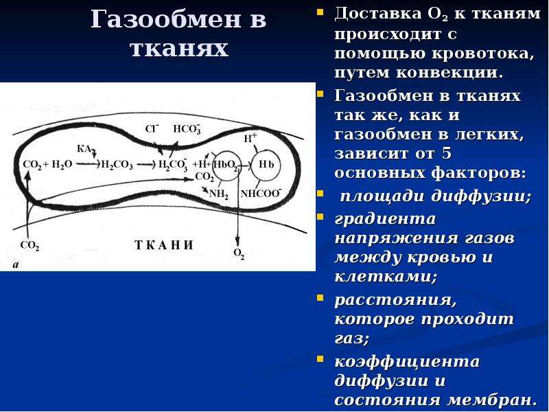 Дыхание 2 вариант. Газообмен в тканях. Газообмен в тканях, защитные рефлексы.. Факторы влияющие на газообмен в тканях. Газообмен между кровью и тканями физиология.