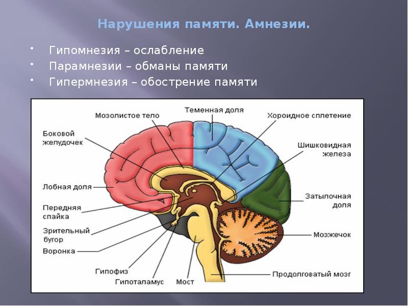 Мозг для презентации