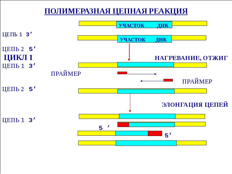 Прямые методы днк диагностики