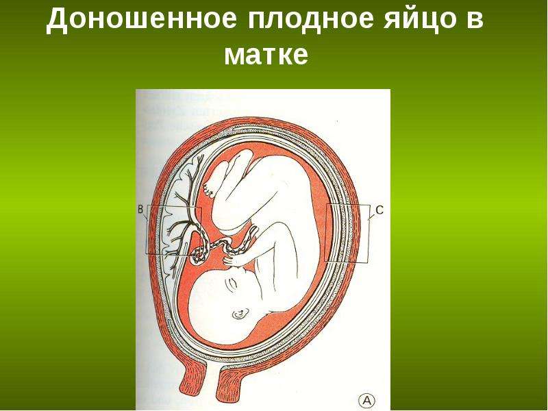 Презентация на тему оплодотворение и развитие плодного яйца