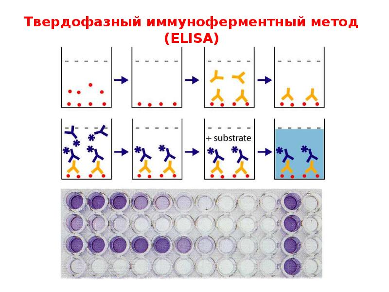 Метод ифа. Схему протекания твердофазного ИФА. Иммуноферментный метод (ИФА). Твердофазный иммуноферментный анализ Elisa. Непрямой конкурентный ИФА.