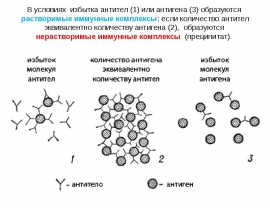 занятие антитела