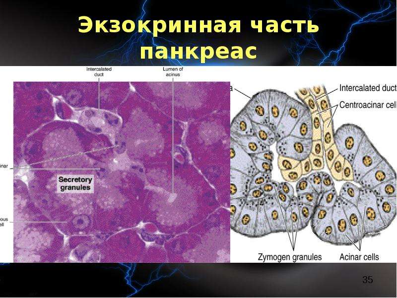 Экзокринная поджелудочная железа. Экзокринный отдел поджелудочной железы. Экзокринная часть поджелудочной железы. Экзокринная функция поджелудочной железы. Строение экзокринной части поджелудочной железы.