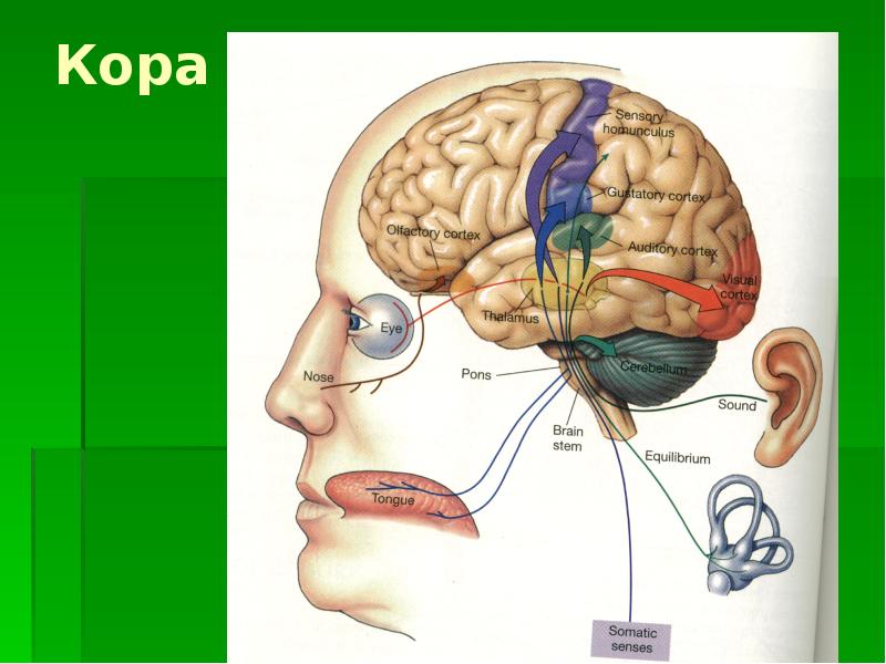 Сенсорная система картинки