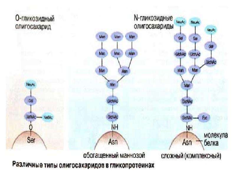 Углеводы биохимия презентация