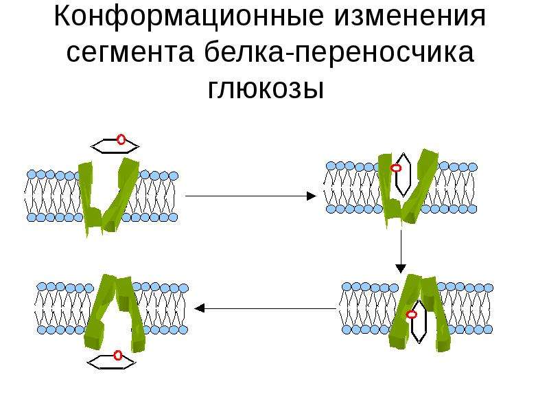 Углеводы биохимия презентация