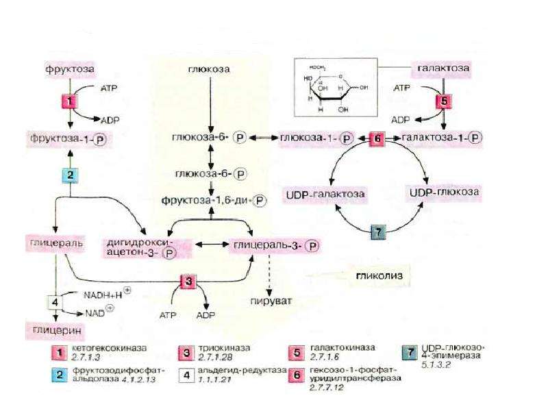 Схема превращений глюкозы в организме человека