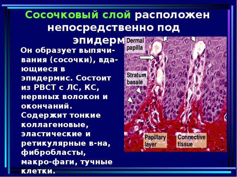 Производные эпидермиса образован. Коллагеновые и эластические волокна РВСТ. Сосочковый слой образует. РВСТ состоит. Кожа и ее производные.