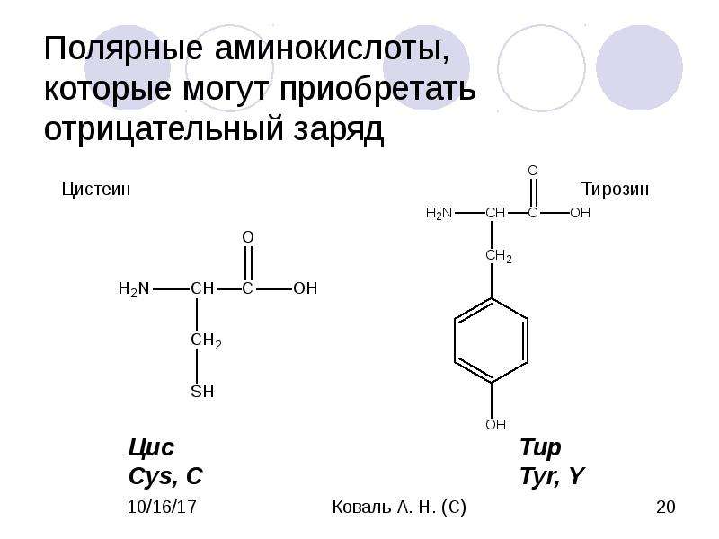 Незаряженные аминокислоты. Полярные незаряженные аминокислоты. Полярные отрицательно заряженные аминокислоты. Аминокислоты с отрицательно заряженным радикалом. Полярные гидрофильные аминокислоты.