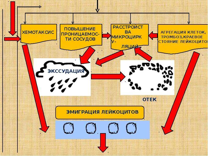 Изучение хемотаксиса. Хемотаксис. Хемотаксис примеры. Отрицательный хемотаксис. Хемотаксис это патофизиология.