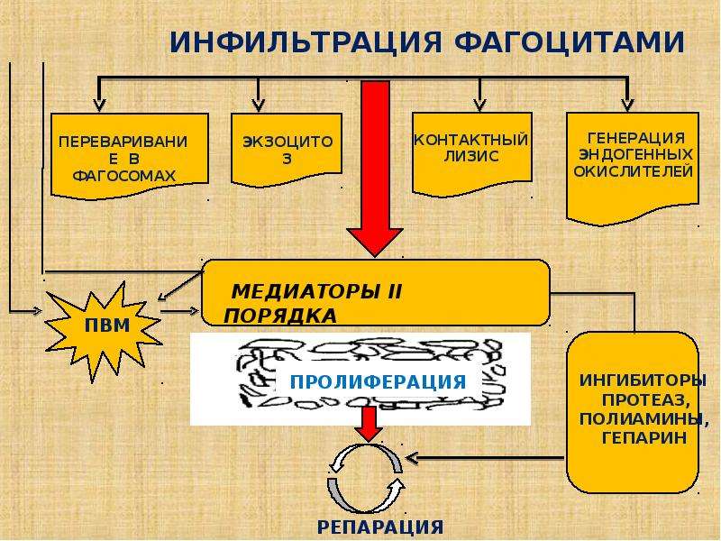 Воспаление патофизиология презентация