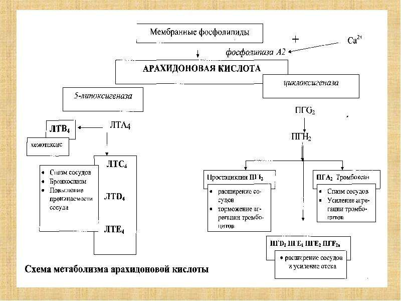 Воспаление презентация по патофизиологии