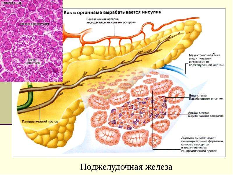 Поджелудочная железа презентация по физиологии