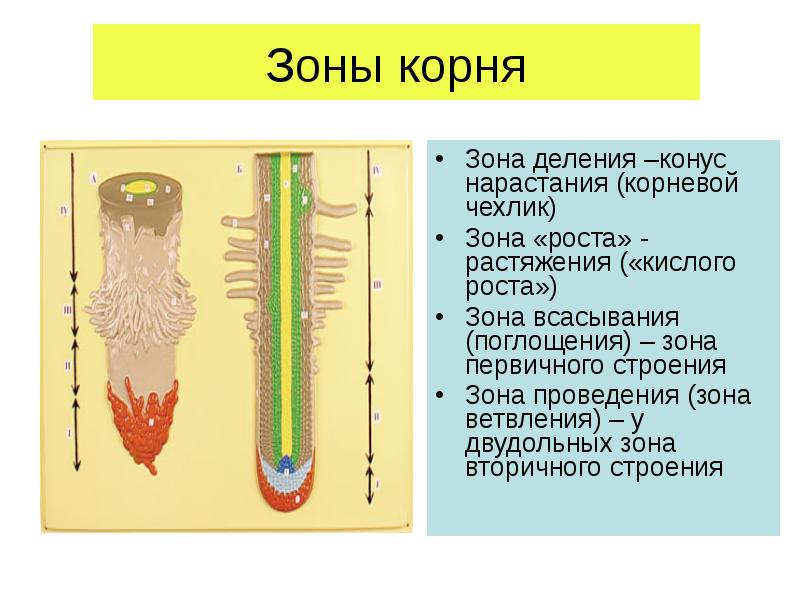 Зона деления. Зона корня корневой чехлик зона деления зона. Корневой чехлик зона деления и роста. Зона ррста зона деления Корея. Конус нарастания зоны корня.