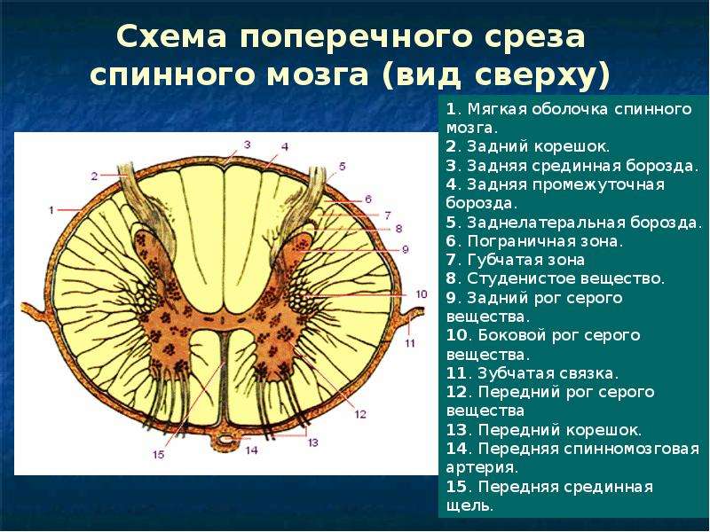 Схема строения спинного мозга на поперечном разрезе