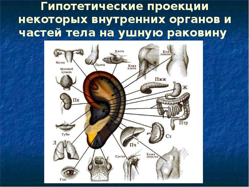 Органы на ушной раковине. Проекция тела на ушной раковине. Проекция внутренних органов на ухе. Проекция органов на ушной раковине. Проекция организма на ушную раковину.