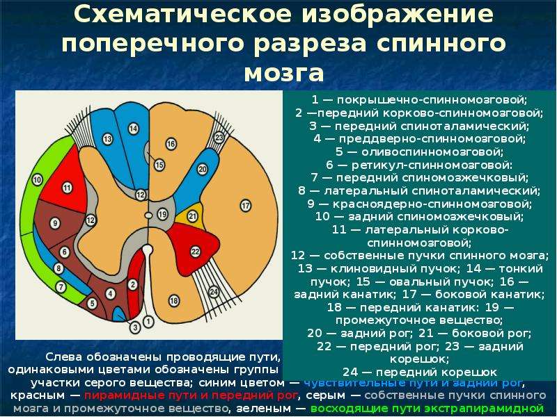 Схематическое изображение поперечного разреза спинного мозга