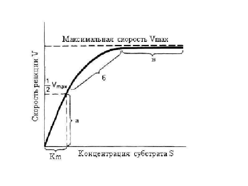 Зависимость скорости от концентрации график. Зависимость скорости реакции от концентрации фермента и субстрата. График зависимости ферментативной реакции от концентрации субстрата. График концентрации субстрата. Зависимость скорости реакции от концентрации субстрата.