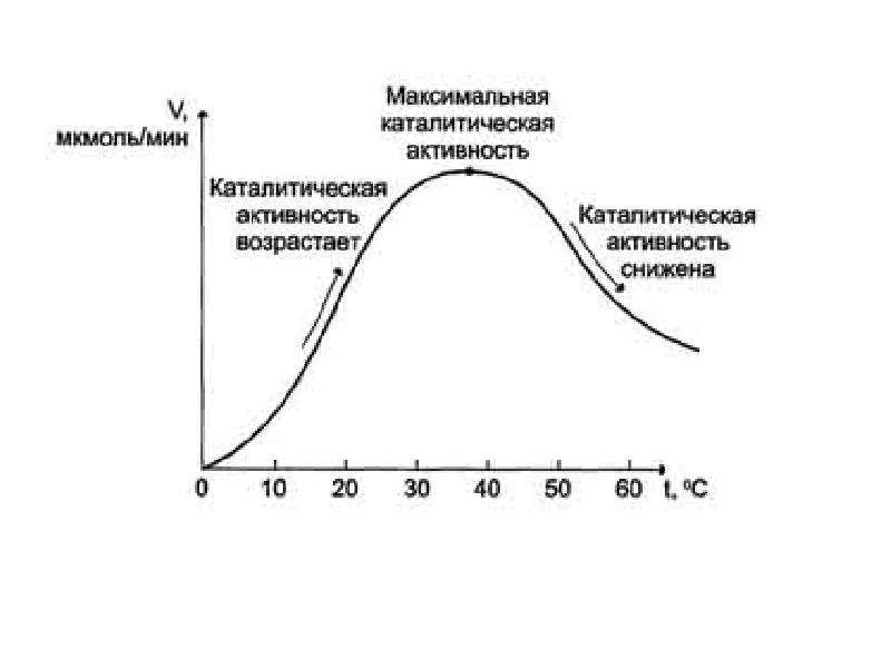График зависимости фермента от температуры. Зависимость скорости ферментативных реакций от температуры РН среды. Зависимость скорости реакции от температуры ферменты. Зависимость скорости ферментативной реакции от РН среды. Зависимость активности ферментов от реакции среды и температуры.